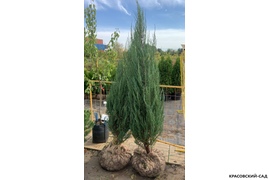 Можжевельник  Блю Эрроу - фото в питомнике - Красовский-Сад.рф