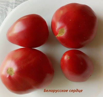 Томат Белорусское сердце
