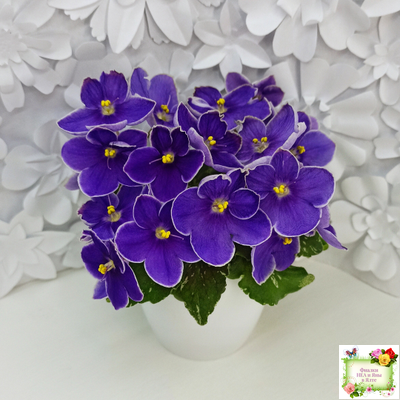 АВ-Контрольный Выстрел (Фиалковод) 2020 г. (пестролистный гёрл)