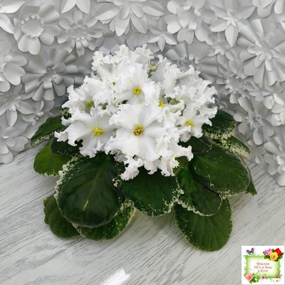 ЛИС-Поиграй Снежинками (Л. Сергеева) 2024 г.