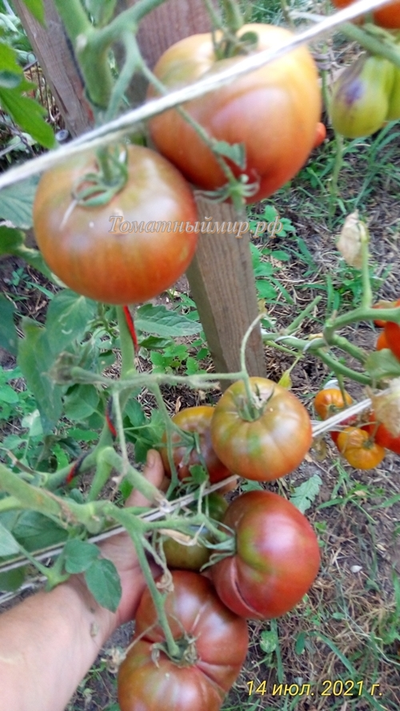 Томат Бычок черный (Казахстан)