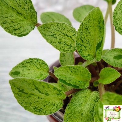 Серебряный Дождь Ю. Коваленко) 2023 г. листовая химера