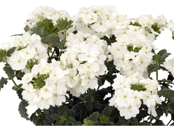 Вербена гибридная Empress Flair White, p9