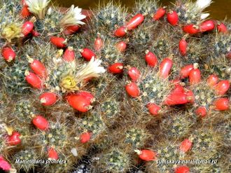 Mammillaria prolifera - 5 семян