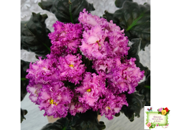 БР-Сочная Ягодка Люкс (С. и Н. Буркацкие) 2022 г.