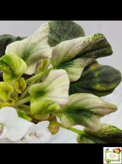 LV-Яночка (Л. Шевелева) 2023 г. трейлер (клакамас с кроновой пестролистностью)