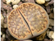 Lithops bromfieldii v.insularis С057 (MG-1561) - 5 семян
