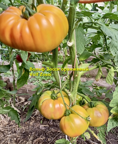 Томат Вольф Зосси оранжевый (Volf Zossi)