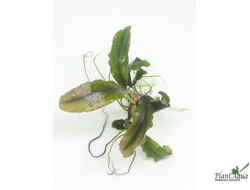 Буцефаландра Shine blue