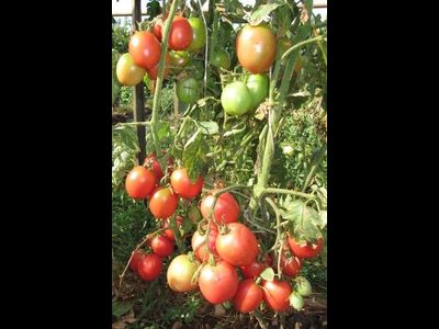 Томат Де Барао царский