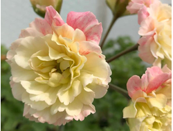 Пеларгония Rushmoor Parana