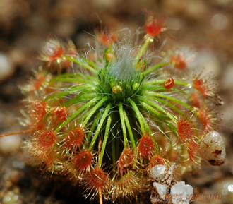 Геммы Drosera Sargentii