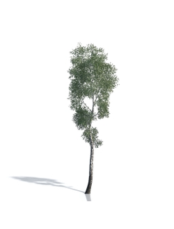 Billboards Дерево летнее_07