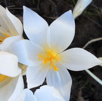 Crocus speciosus alba