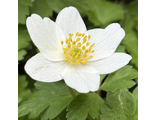 Anemone nemorosa Wilk's Giant (в упаковке 3-5 корня)