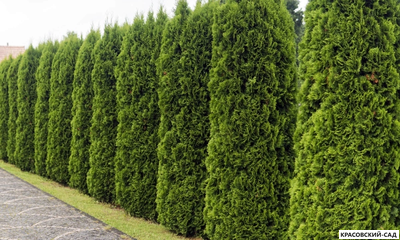 Туя Холмстрап - Holmstrup