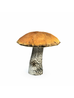 грибы Гриб подберезовик