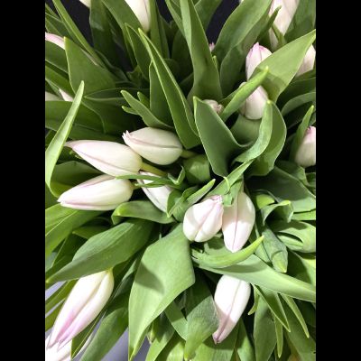 Тюльпаны 25 шт