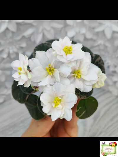 Golden Eye (S. Sorano)