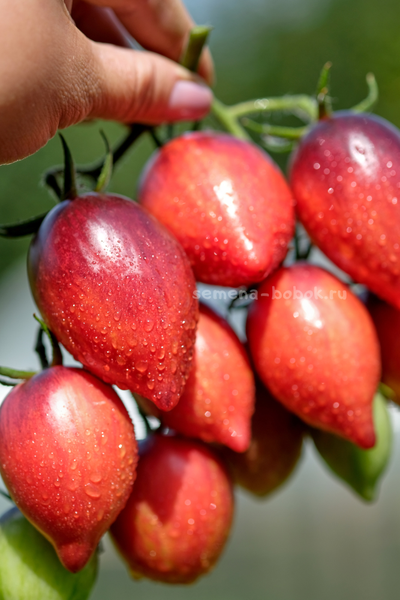 Томат Загадка Клубничного Водопада