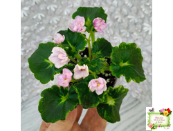 LV-Прелесть (Л. Шевелева) сеянец (стартер)