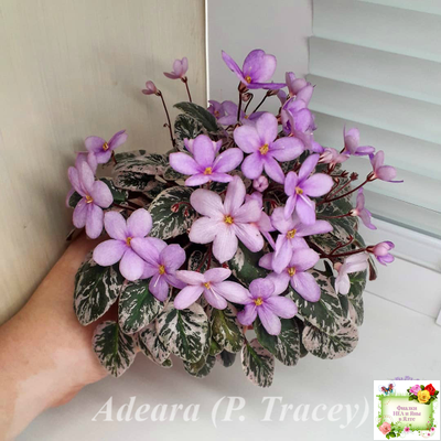 Adeara (P. Tracey) (3975) 06/02/1980 трейлер