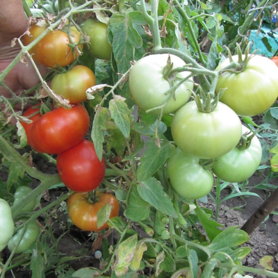 Томат Оренбуржец (селекции Сараева)