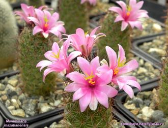 Mammillaria mazatlanensis - 10 семян