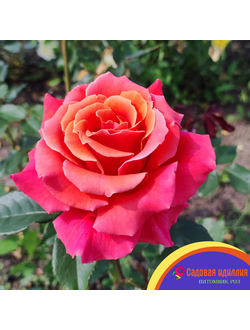 Купер Лайт (Cooper Lights)