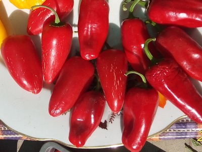Перец острый Халапеньо ранний (Jalapeno Early)