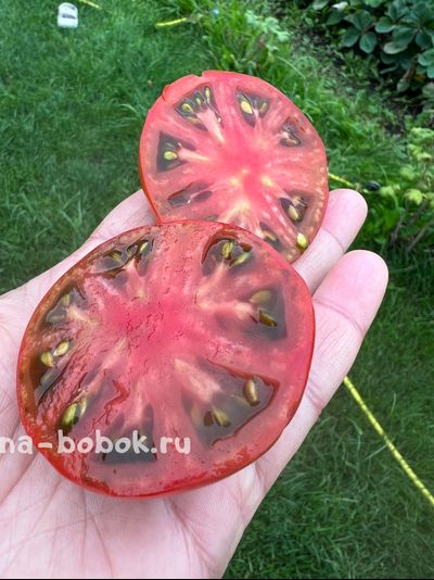 Томат Dwarf Kookaburra Cackle (Гном Смех Кукабарры), 10 шт