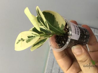 Фикус Джулия / Моклэйм вариегатный / ficus Giulia