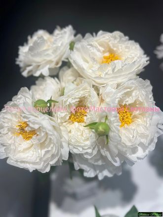 Paeonia Petite Porcelain