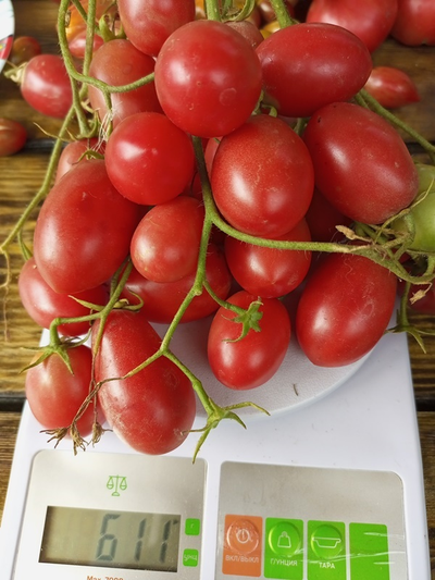 Томат Чио-чио-сан