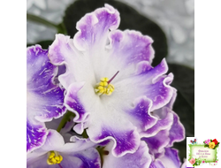 DS-Изюм (Dimetris) 2014 г. (лист посажен 12.09.25)