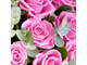 11 розовых роз с эвкалиптом