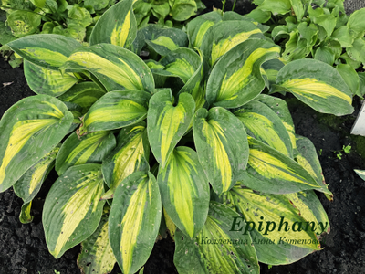 Хоста Epiphany