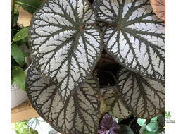 Бегония U-400