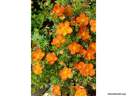 Лапчатка кустарниковая Оранж Стар Купить Саженцы в Москве