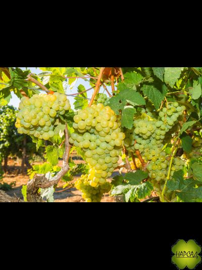 Русбол (кишмиш)