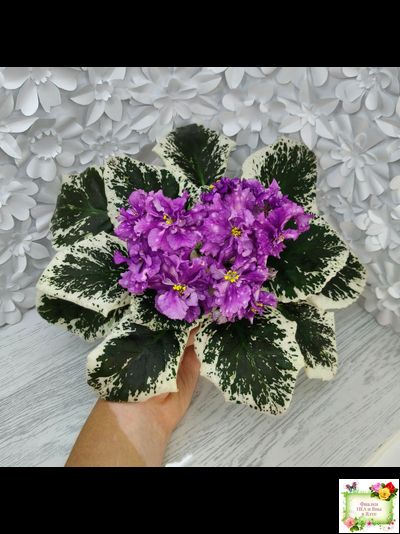 ВаТ-Шоколадное Настроение (Т. Валькова) 2019 г.