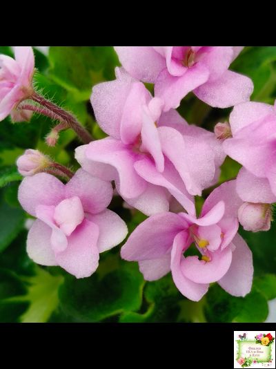 Goldilocks (L.Ray) (Голдилокс) (гёрл-лист с кроновой пестролистностью)