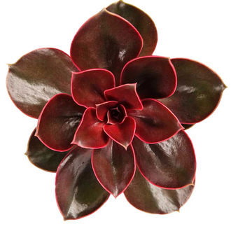 Echeveria Red Ruby, Эчеверия Рубиново-Красная, Эхеверия Красный Рубин ...