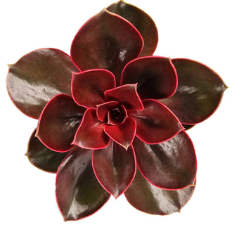 Echeveria Red Ruby -  Эчеверия Рубиново-Красная, Эхеверия Красный Рубин