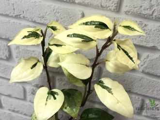 Piper sp. White variegated / перчик вариегатный белый
