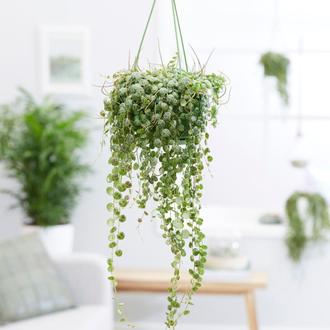 Пеперомия стелющаяся, Peperomia prostrata, ампельное растение