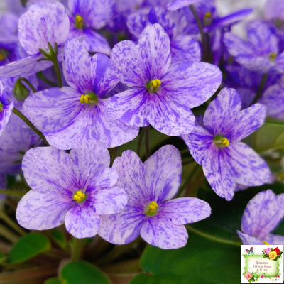 ГЕА-Весёлый Клоун (Е. Галицкая) 2024 г. трейлер