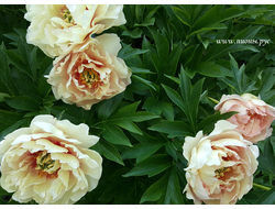 Пион Callies Memory(Келлис Мемори)