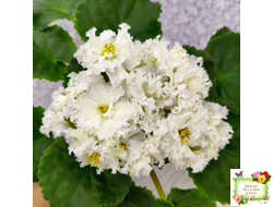 АВ-Легенда о Золотой Луне (Фиалковод) 2023 г.