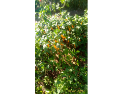 Перец острый Aji Limo (Lemon Drop)